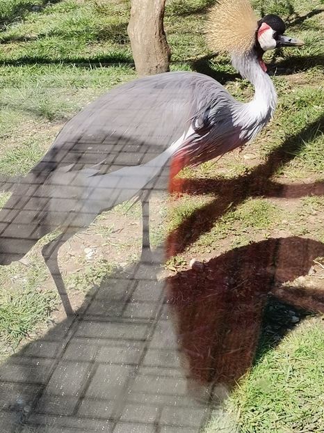  - Gradina Zoo Sibiu