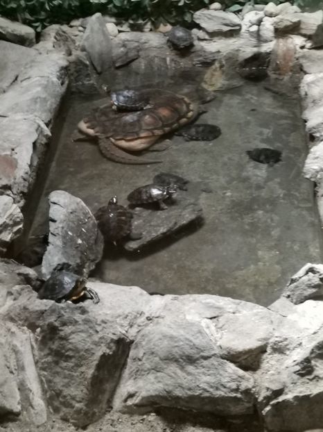  - Gradina Zoo Sibiu