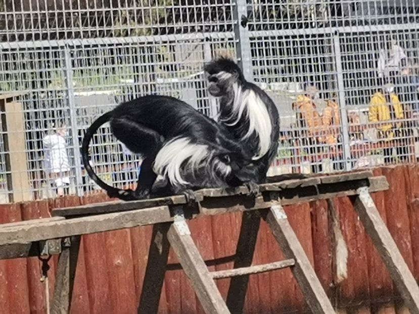  - Gradina Zoo Sibiu