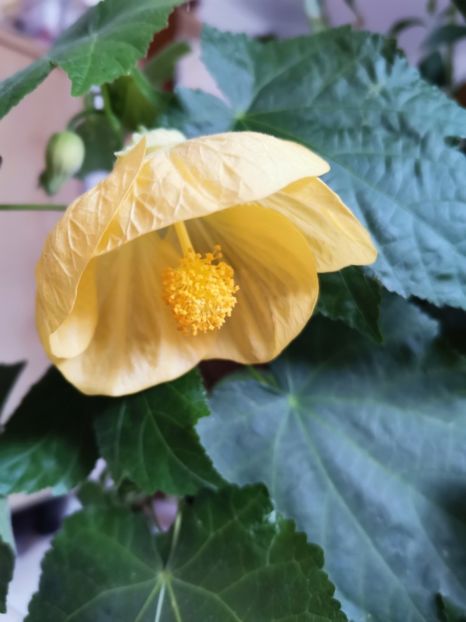  - Abutilon 2021