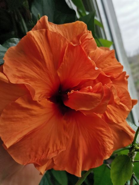  - Hibiscus 2015-2024