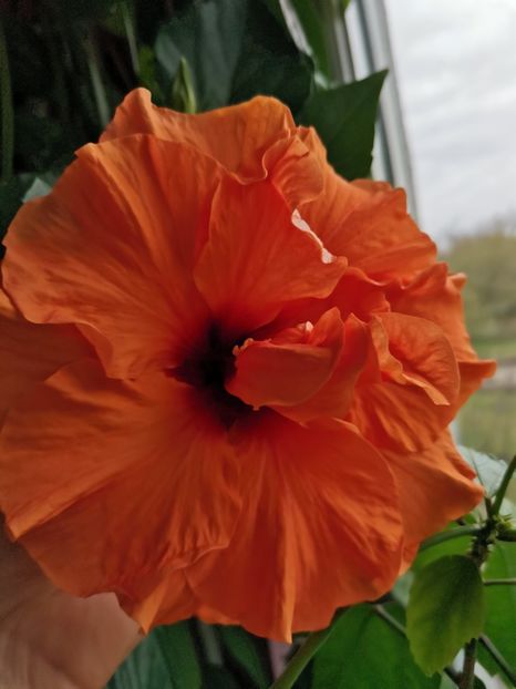  - Hibiscus 2015-2024