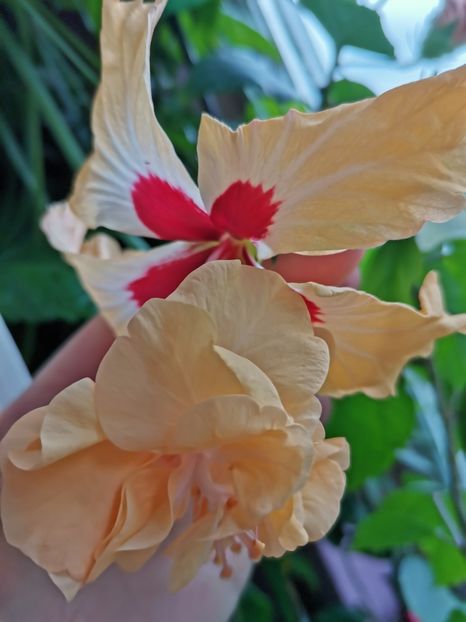  - Hibiscus 2015-2024