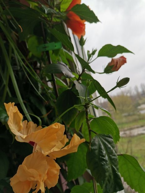  - Hibiscus 2015-2024