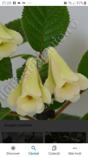 AN S NYX - 111 Primulina Aiko si Vertigo