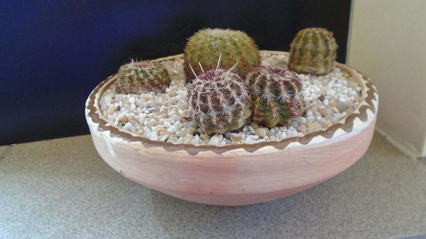 Grup de 4 Echinocereus viridiflorus - Cactusi 2020 final de an