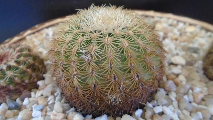 Echinocereus carmenensis (Echino. viridiflorus ssp. correllii) - Cactusi 2020 final de an