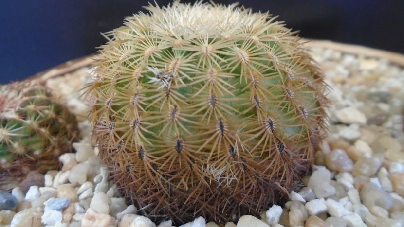 Echinocereus carmenensis (Echino. viridiflorus ssp. correllii) - Cactusi 2020 final de an