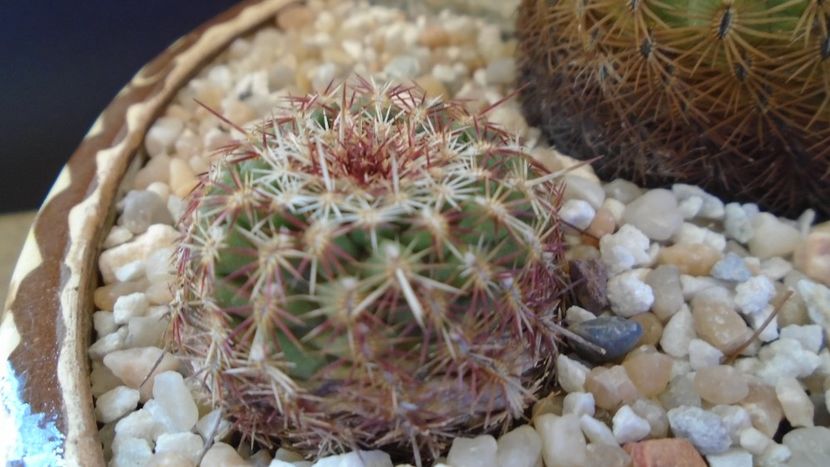 Echinocereus viridiflorus - Cactusi 2020 final de an