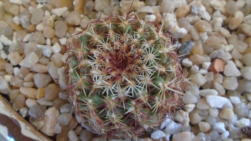 Echinocereus viridiflorus - Cactusi 2020 final de an
