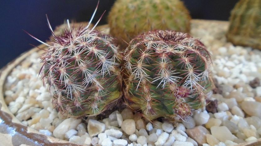 Echinocereus viridiflorus bicefal - Cactusi 2020 final de an