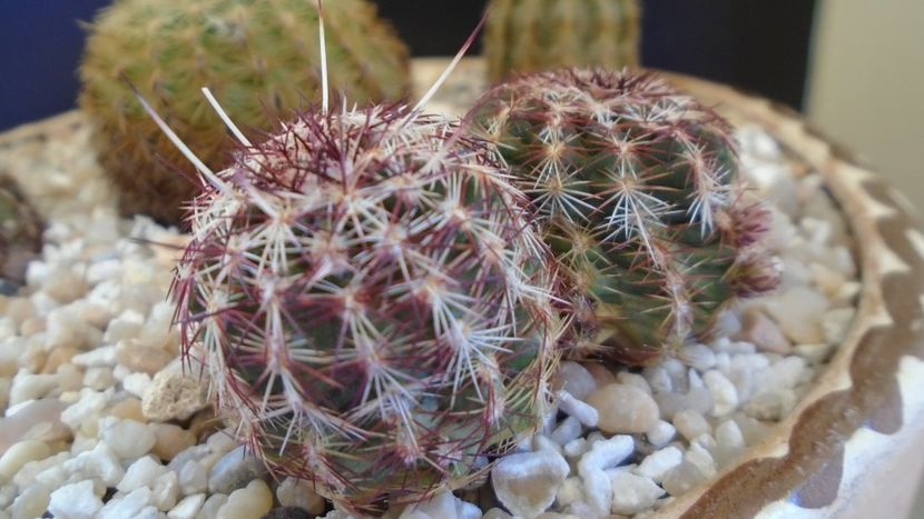 Echinocereus viridiflorus bicefal - Cactusi 2020 final de an