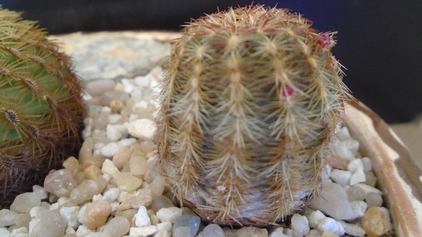 Echinocereus viridiflorus - Cactusi 2020 final de an