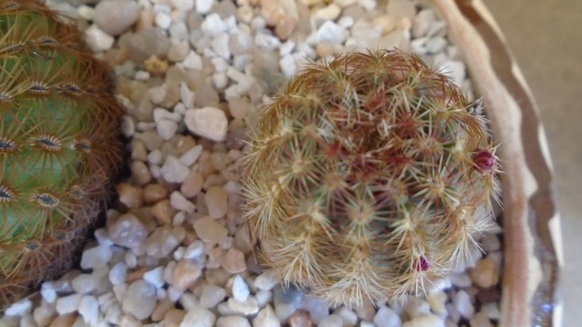 Echinocereus viridiflorus bicefal - Cactusi 2020 final de an