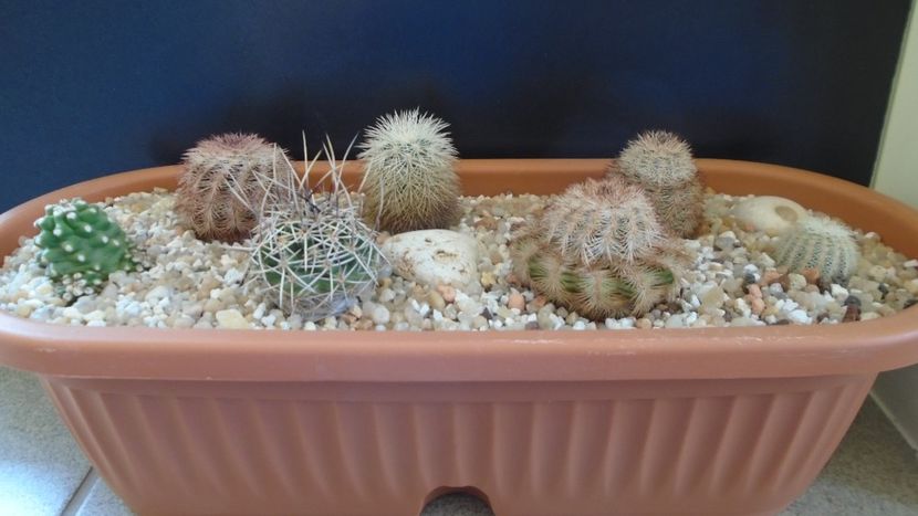 Grup de 7 Echinocereus - Cactusi 2020 final de an