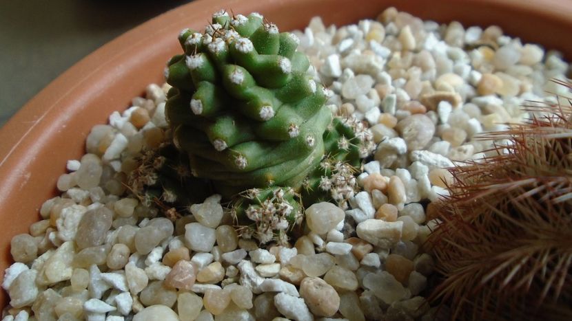Echinocereus triglochidiatus v. mojavensis inermis - Cactusi 2020 final de an