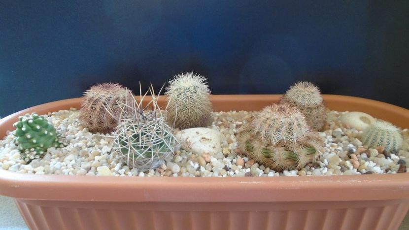 Grup de 7 Echinocereus - Cactusi 2020 final de an