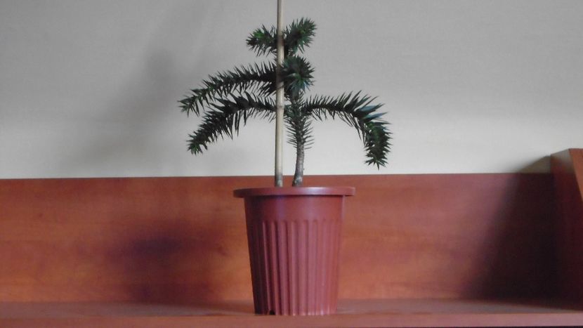 Araucaria araucana - Bonsai si prebonsai 2020-2023