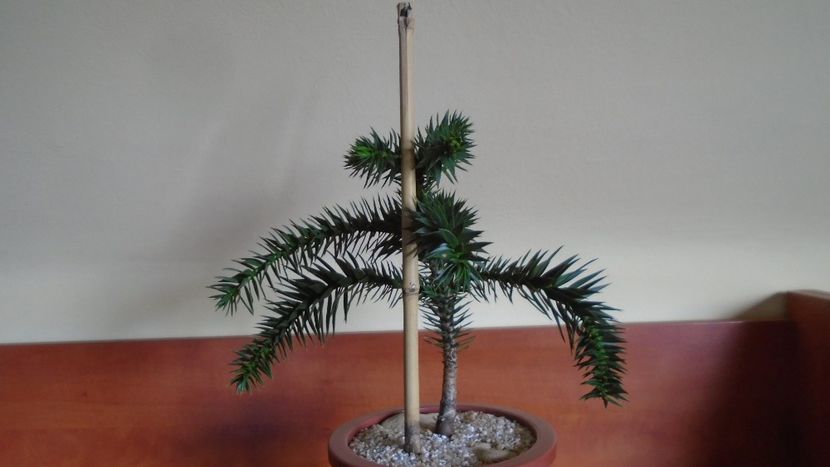Araucaria araucana - Bonsai si prebonsai 2020-2023
