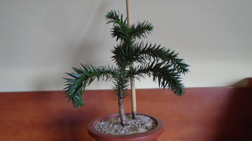 Araucaria araucana - Bonsai si prebonsai 2020-2023