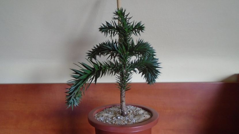 Araucaria araucana - Bonsai si prebonsai 2020-2023