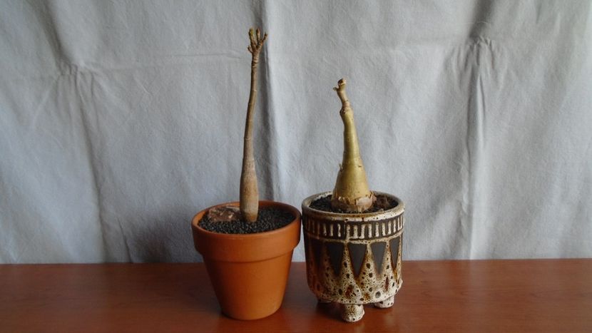 Pseudobombax ellipticum & Cyphostemma juttae - Caudiciforme - pachycaule si bulboase 2021