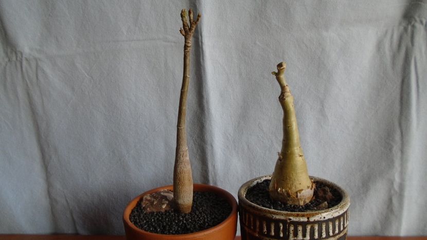 Pseudobombax ellipticum & Cyphostemma juttae - Caudiciforme - pachycaule si bulboase 2021