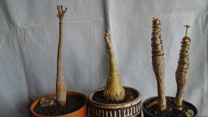 Pseudobombax ellipticum & Cyphostemma juttae & Jatropha podagrica - Caudiciforme - pachycaule si bulboase 2021