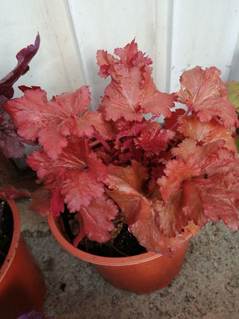  - 2021 Achiziții superbe de la Gradinachic