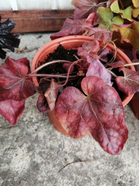  - 2021 Achiziții superbe de la Gradinachic