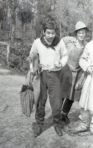 Pacala - Pacala 1974