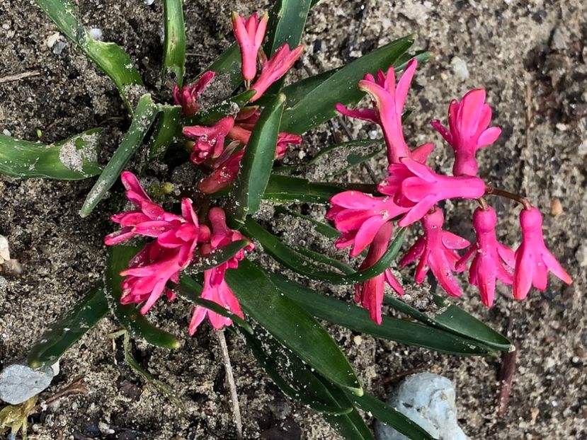 F2D0A41F-4816-48A1-BAF0-AEA36861FE4D - FLORILE MELE 2021 nr 1