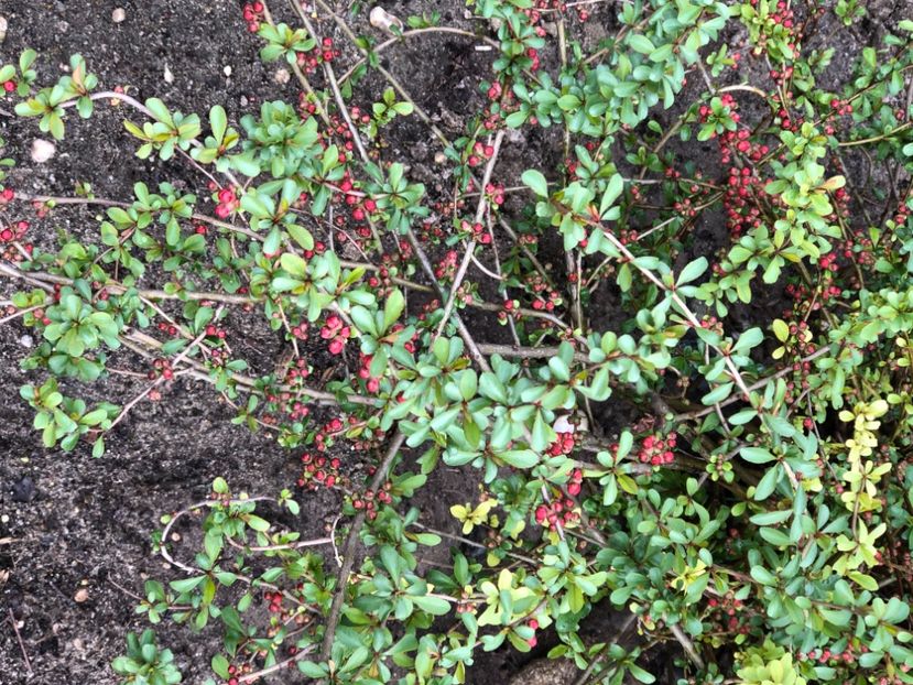 3D57600A-340C-477A-AB47-19E712B82F86 - FLORILE MELE 2021 nr 1