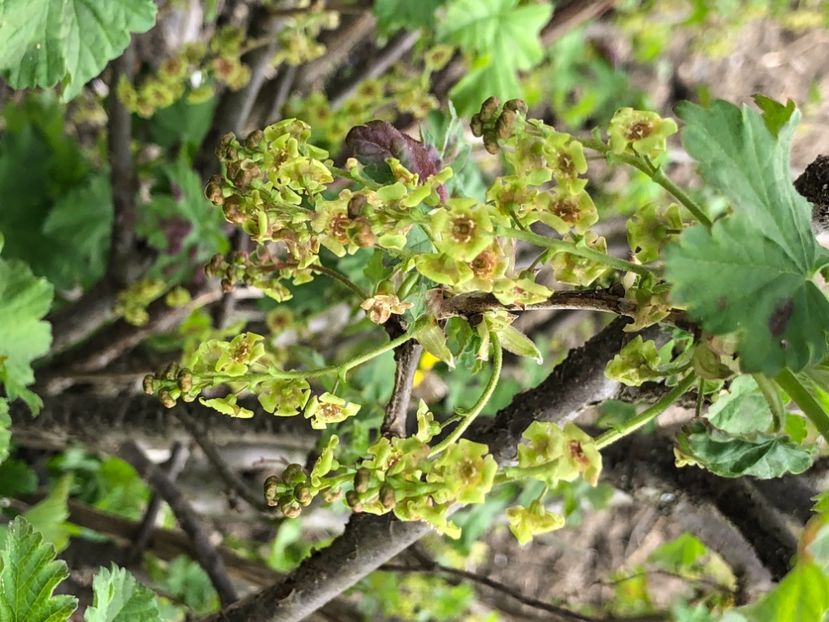 016D75C0-6DE8-4758-A4D1-963024D8E9DC - FLORILE MELE 2021 nr 1