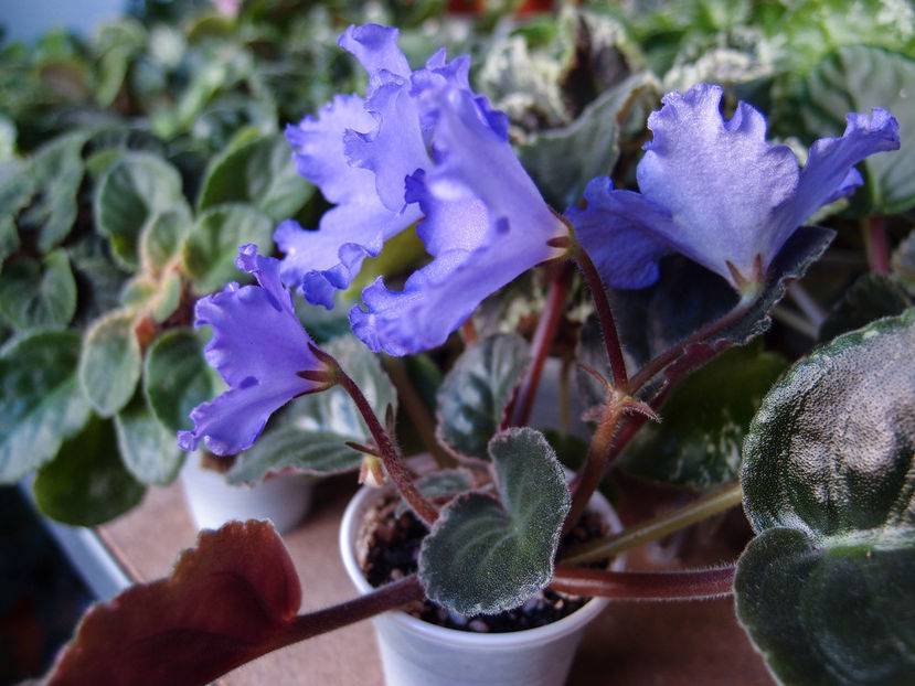 EK Melodia Dushy - a a Ghiceste varietatea 2021