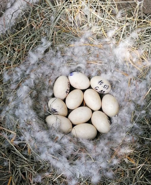  - B Gâște românești autosexabile