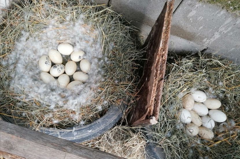  - B Gâște românești autosexabile