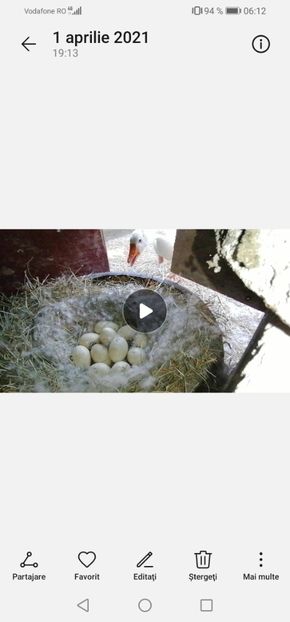 Screenshot_20210416_061237_com.android.gallery3d - B Gâște românești autosexabile