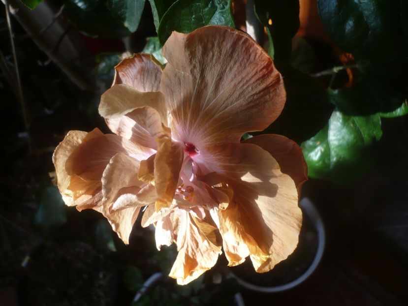 P1470543 - HIBISCUSI 2021-1
