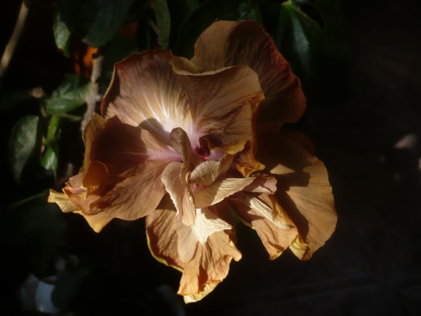 P1470544 - HIBISCUSI 2021-1