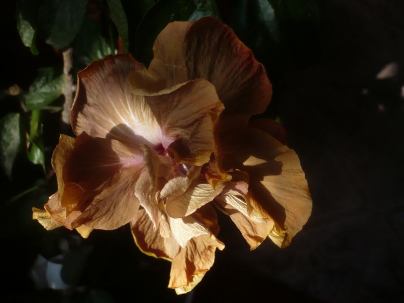 P1470545 - HIBISCUSI 2021-1