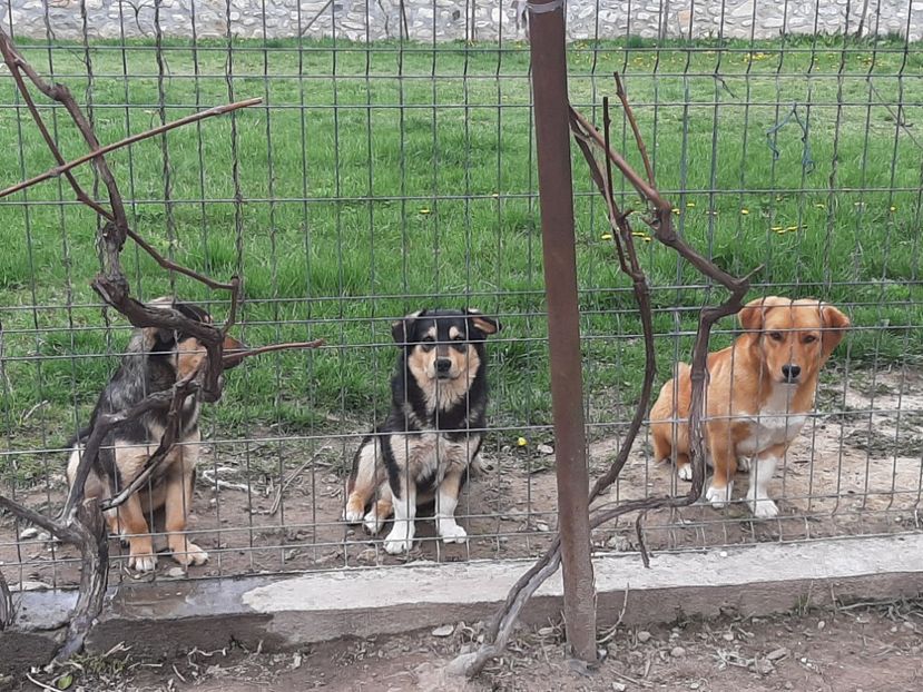  - La țară în aprilie 2021