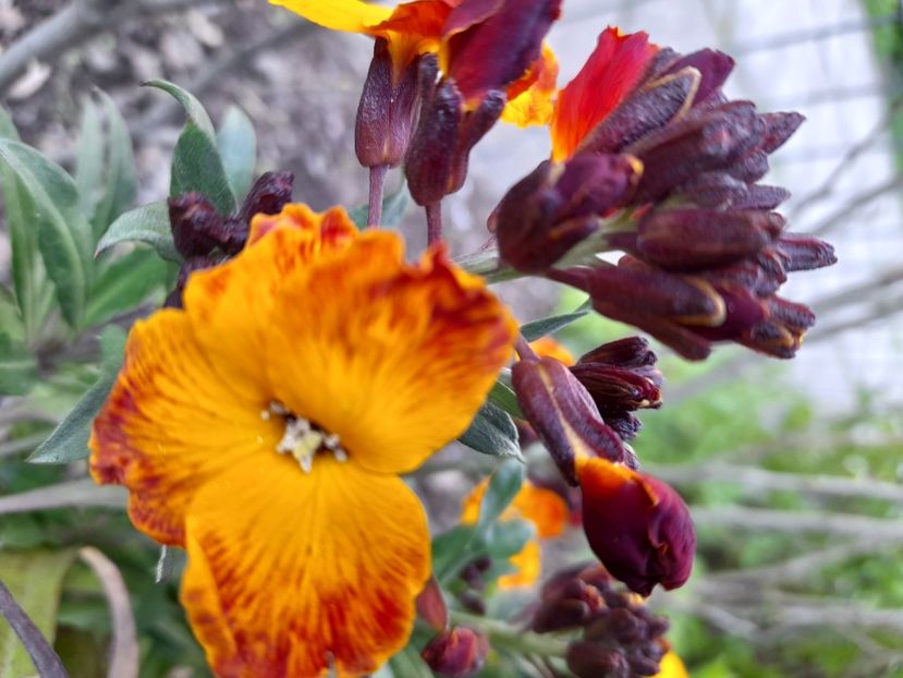  - File de primavara - 2021