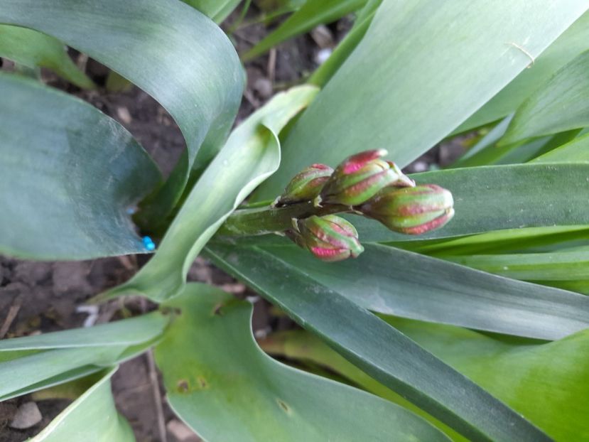  - File de primavara - 2021