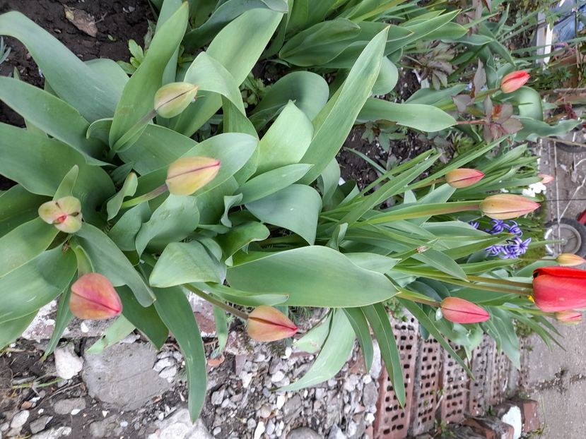  - File de primavara - 2021