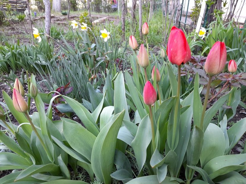  - File de primavara - 2021