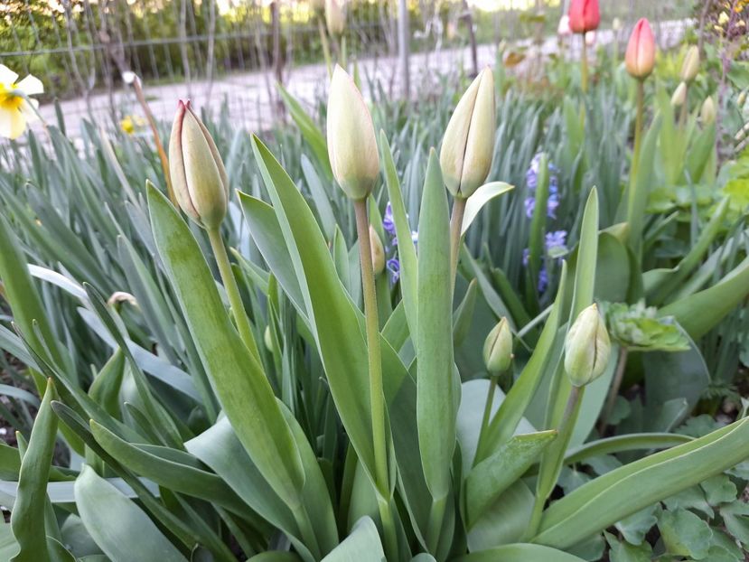  - File de primavara - 2021