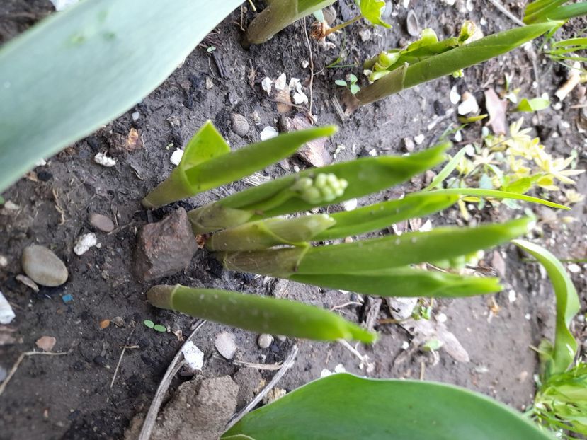  - File de primavara - 2021