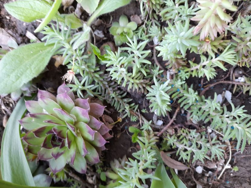  - File de primavara - 2021