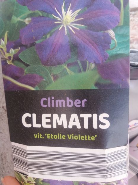 G1 - clematite